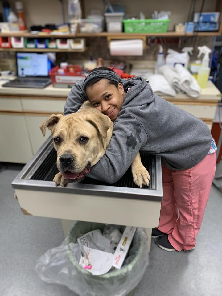 Janae Tillman hugging a tan mastiff-mix patient on a treatment table