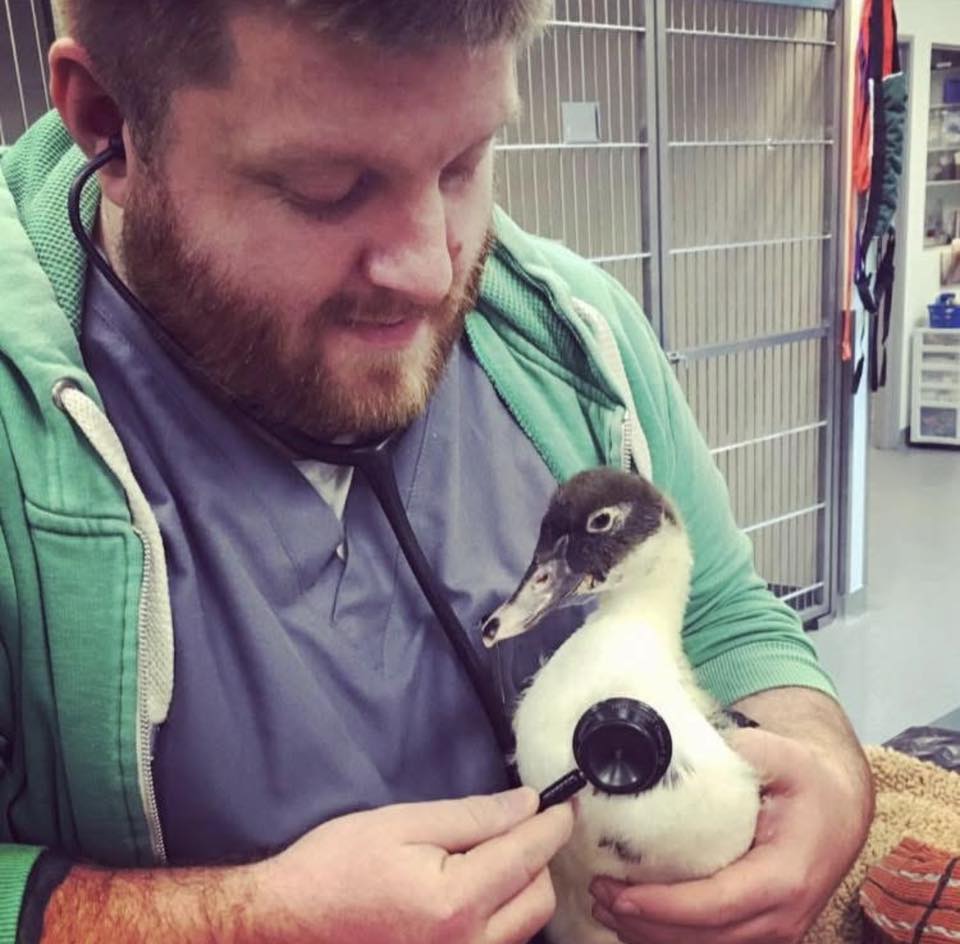 Ryan Frazier auscultating a duckling with a stethoscope