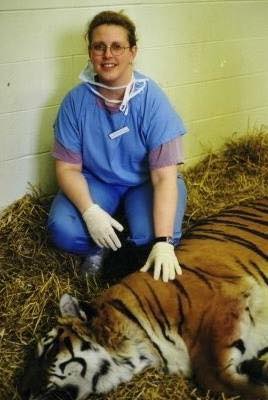 Victoria Elam in scrubs and gloves sitting beside a sedated tiger during a zoo procedure