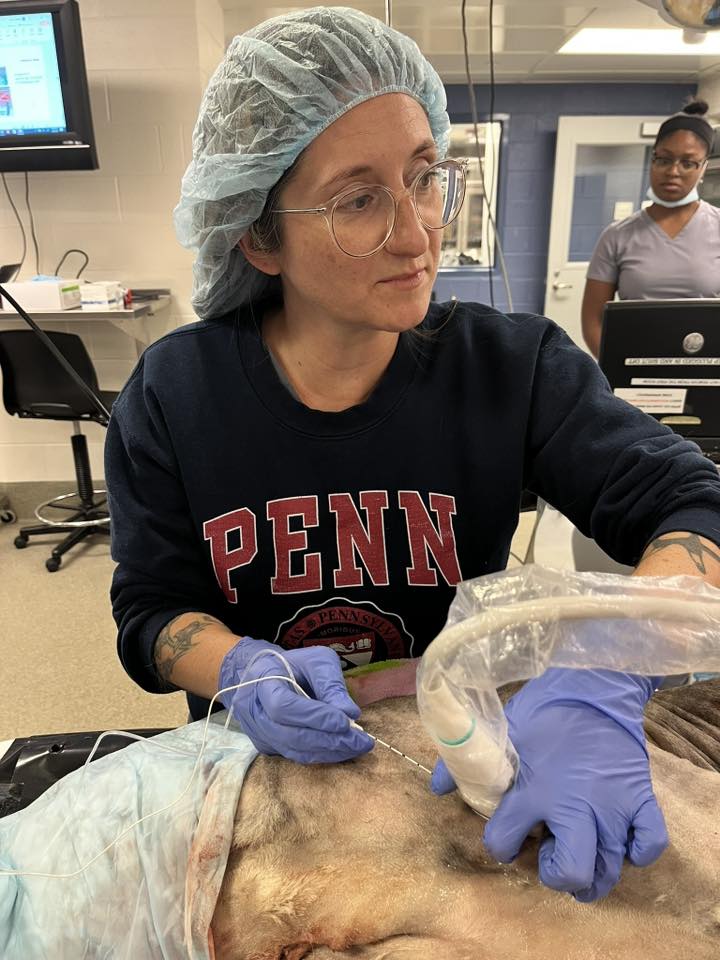 Tasha McNerny performing an ultrasound-guided procedure on an anesthetized patient