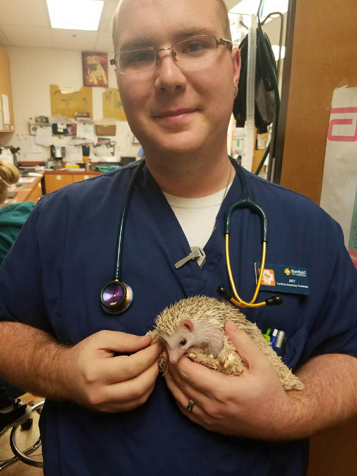 Certified veterinary technician in navy scrubs cradling a hedgehog in the treatment area