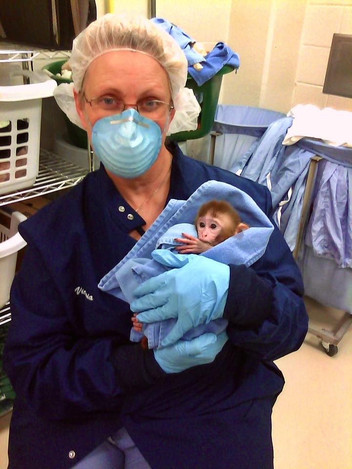 Victoria Elam in surgical cap, mask and gown cradling a swaddled infant macaque