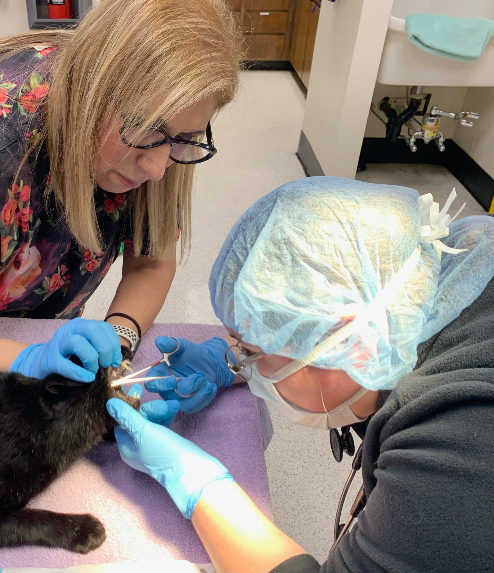 Patricia Zehna and a colleague performing a dental procedure on a black cat