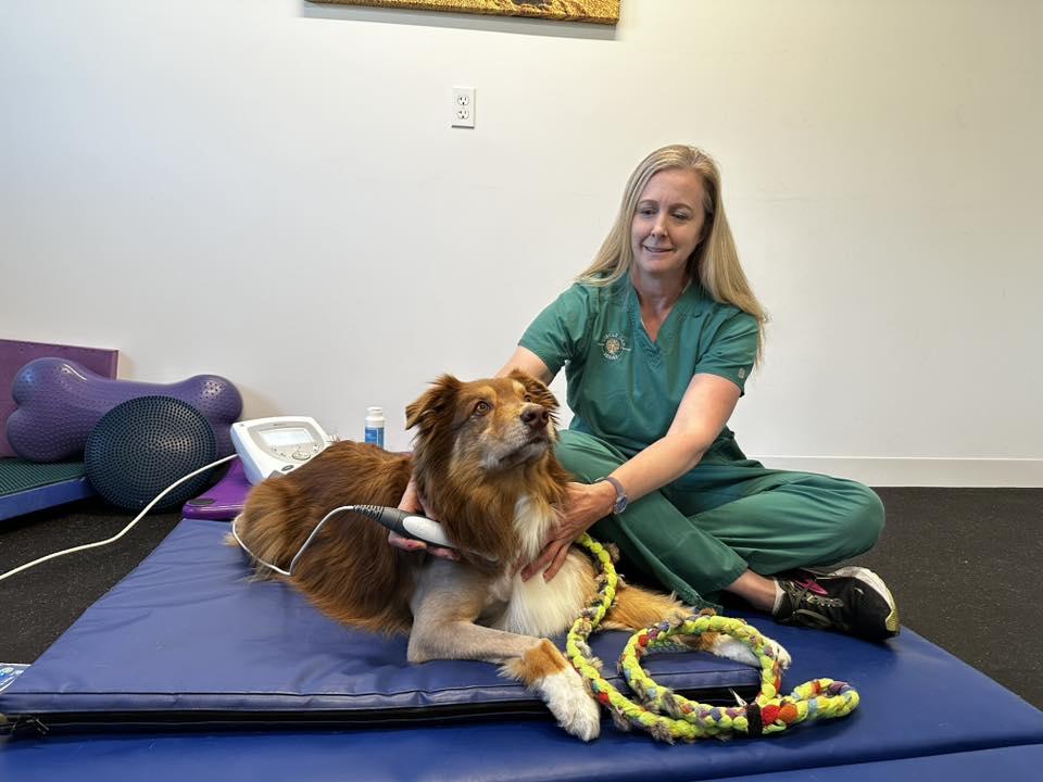 Kristen Hagler performing therapeutic ultrasound on an Australian shepherd on a rehab mat