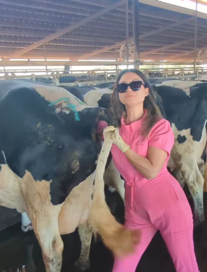 Leilani Saad in a pink coverall working with dairy cattle under a shade barn