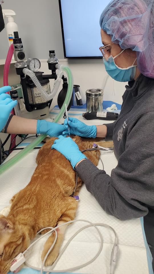 Tasha McNerny intubating an orange cat with an anesthesia circuit and monitoring leads