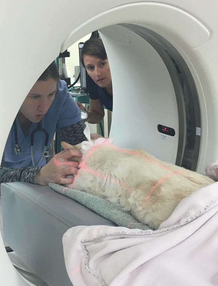 Ryan Frazier and a colleague positioning a cat for a CT scan with laser guides