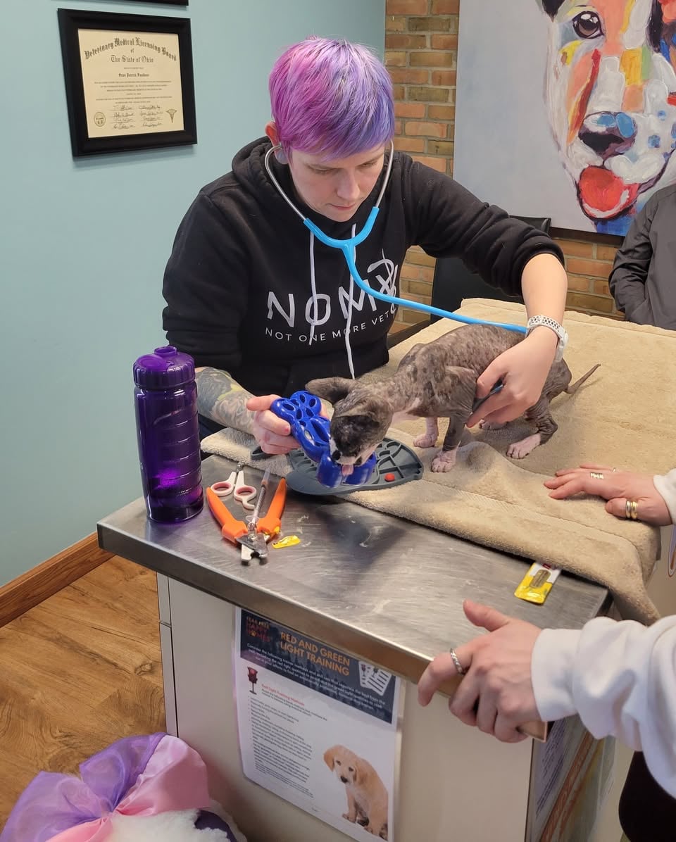 Tabitha Kucera examining a kitten with a stethoscope during a low-stress handling session