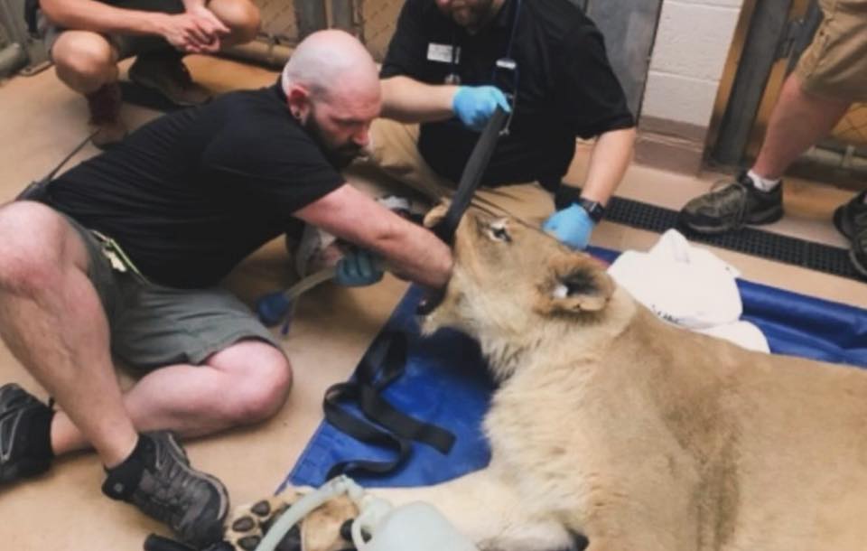 Mark Romanowski and a team caring for an anesthetized lioness during a zoo procedure