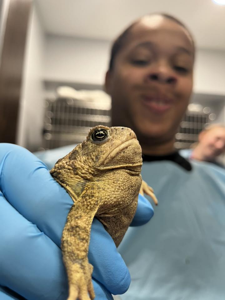 Janae Tillman smiling while gently holding a toad in a gloved hand in treatment